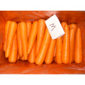 2015 New Crop Fresh Carrot (S grade and M grade)